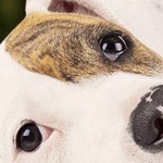 News Tierschutzshop